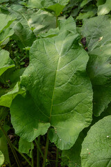 Green and vibrant leaves of Arctium lappa thriving in a natural environment during springtime