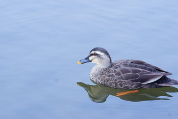 Fototapeta premium Duck Swimming on the Water 