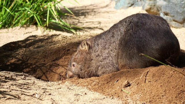 A wombat with powerful forepaws dig into the sandy ground as it excavates a burrow, kicking loose dirt behind with its hind legs under the sun, close up shot.