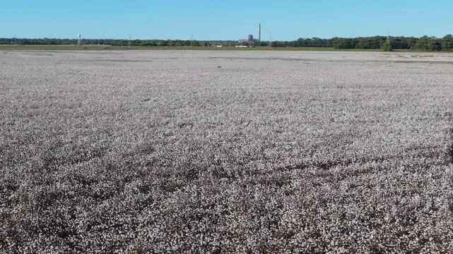 White cotton plants blanket wide fields ready for harvest in Mississippi delta, aerial panoramic backdrop