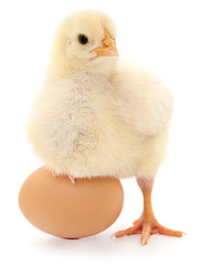 Obraz premium Small yellow chick standing on brown egg isolated on white background