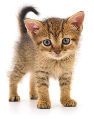 Obraz premium Small tabby kitten standing on white background looking forward