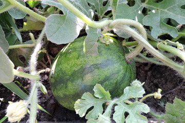 A watermelon growing in a garden, green leaves