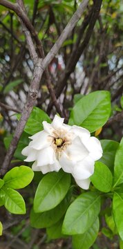White flowers  its call cape Jasmine around tasik titiwangsa park malaysia