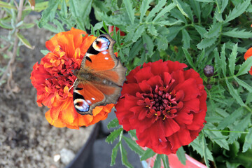 A peacock butterfly with open wings sucking up nectar from tagetes flowers