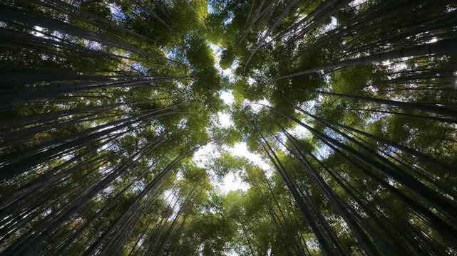 Low-angle view of sunbeams shining through the dense Arashiyama bamboo grove in Kyoto, Japan
