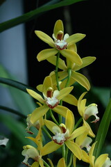 Obraz premium 豪華な花