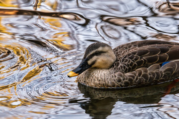 カモと揺れる水面