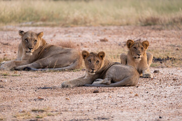 a lioness with many cubs resting