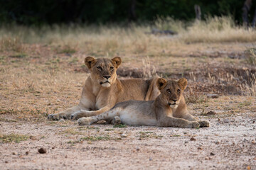 Obraz premium a lioness together with her cub