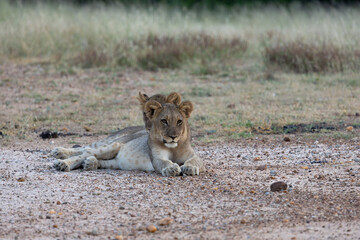 Naklejka premium Young lion cubs all together