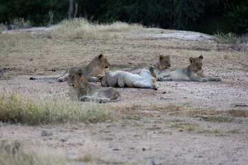 Fototapeta premium a lioness with many cubs resting