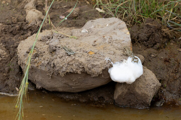 Obraz premium a foam nest frog eggs