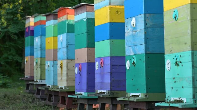 Row of multi-story colored beehives in an apiary with active bees. Colorful wooden beehives set in a row in an apiary, with bees flying in and out of the entrances