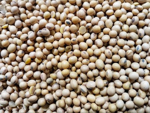 A pile of dry soybean seeds is pale yellow or cream in color and is predominantly round to oval in shape with the hilum (seed eye) being black or dark brown on each grain.