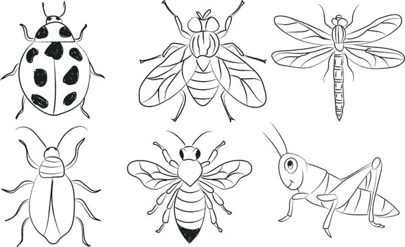 Collection of insect doodle icon symbol in black and white silhouette, Detailed illustration of a bee, grasshopper, honey bee, lady bug, fly in black and white with outline style, vector illustration
