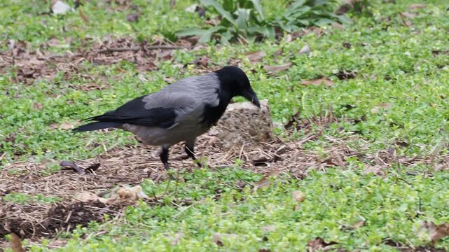 Hooded crow (Corvus cornix) feeding on a bone in green winter meadow