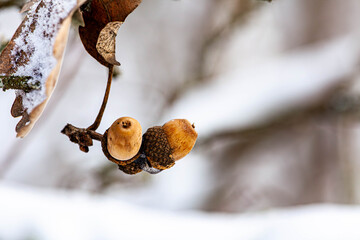 Detailed close-up of an acorn on a tree branch covered with delicate winter frost, set against a soft natural brown blurred background © BUCSA