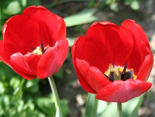 Obraz premium blooming tulips in the garden in spring