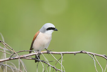 Fototapeta premium An adult male red-backed shrike (Lanius collurio) is photographed close-up perched on a tree branch against a blurred background.