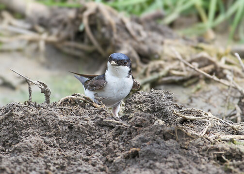 Adult western house martins (Delichon urbicum) filmed on the ground collecting nesting material