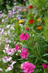 Bumblebee on vibrant pink flower in lush garden