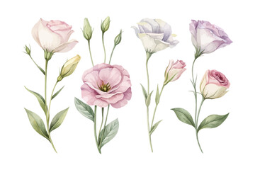Obraz premium set of Watercolor Lisianthus Flower Painting, Elegant Floral Clipart, vector illustration isolated on white background