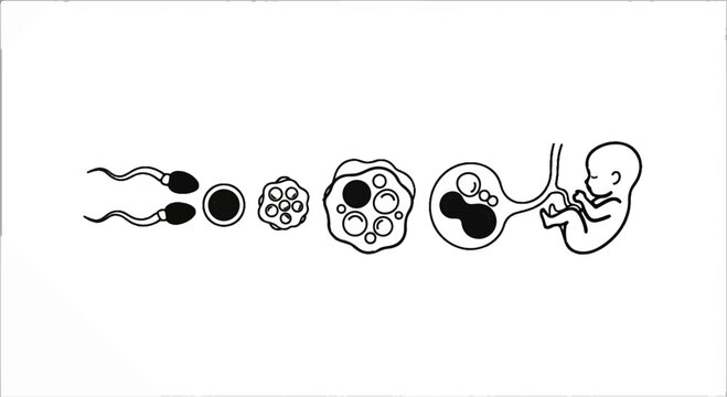 Stages of human conception and fetal development