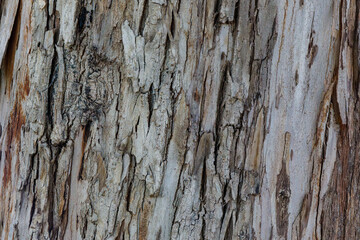 Obraz premium bark of a tree close up 