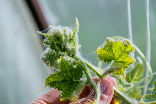 Hand inspecting a cucumber seedling's top growth. Revealing a severe spider mite infestation with extensive webbing covering the leaves and new growth. Indicating significant agricultural pest damage