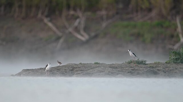 Black winged stilt defends its territory from wood sandpiper (Himantopus and Tringa glareola)