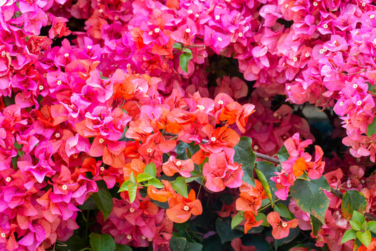 Blooming great bougainvillea (Bougainvillea spectabilis) close-up