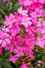 Flowering branches of pink Oleander Nerium tree