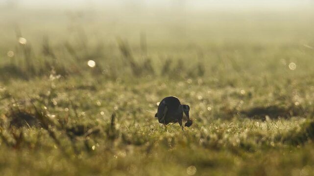 Grey Heron hunt in meadow at golden hour and catches tiny vole with pointed bill