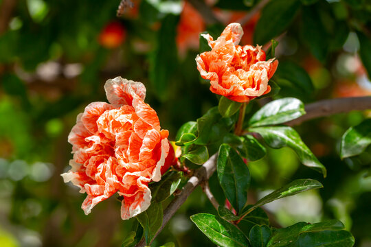 Punica granatum maxima rubra, pomegranate flower