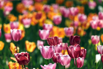 field of colorful tulips in spring