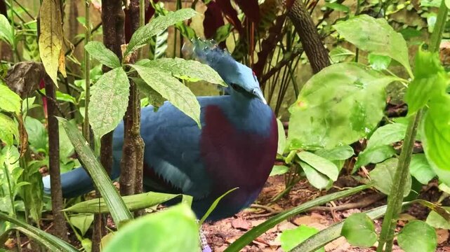 Blue crowned pigeon aka Goura Victoria watching then walking through dense jungle leaves on forest floor.