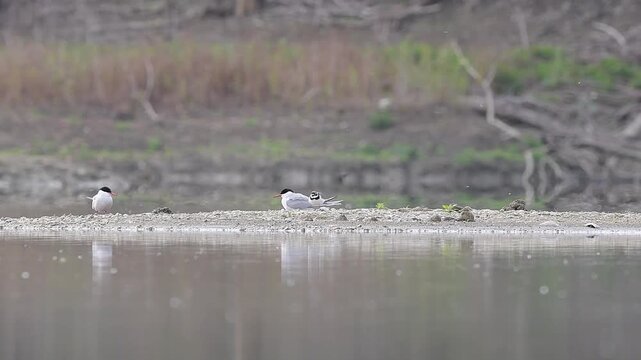 Pair of  common tern with little ringed plover (Sterna hirundo and Charadrius dubius)