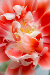 Fototapeta premium Closeup of a pink and white tulip flower with a yellow center