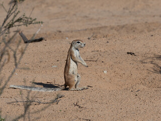 Kap-Borstenh&ouml;rnchen, Xerus inauris