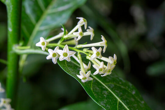 Cestrum nocturnum or Night Blooming Jasmine, the plant wich have scent in the night