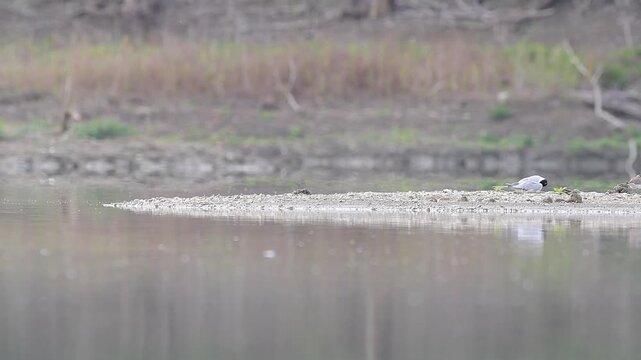 The Common Tern lands on the beach (Sterna hirundo)
