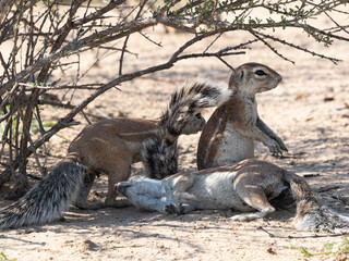 Fototapeta premium Kap-Borstenhörnchen, Xerus inauris