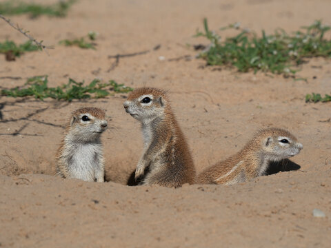 Kap-Borstenh&ouml;rnchen, Xerus inauris