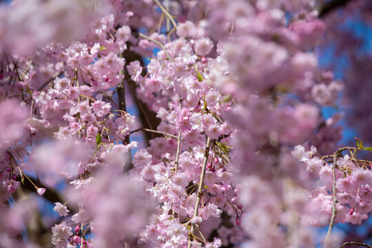 Weeping cherry tree in full bloom at Hirosaki Park, Aomori, Japan