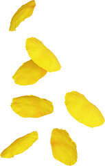 Naklejka premium Yellow Poppy Petals
