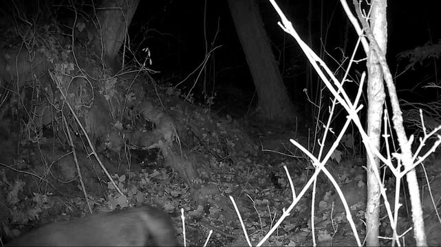 A forest camera captured various animals in Switzerland.