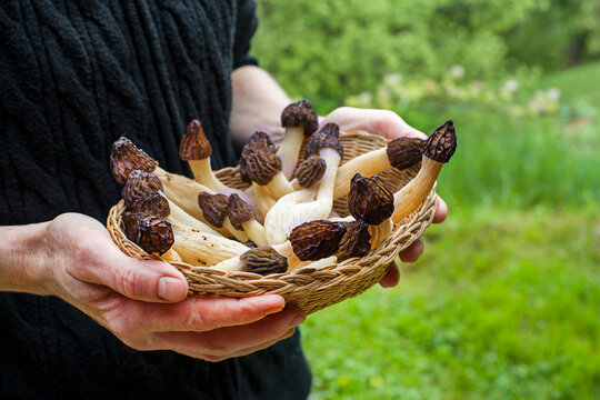 Morel mushroom morchella esculenta