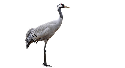 Obraz premium grey crowned crane isolated on white