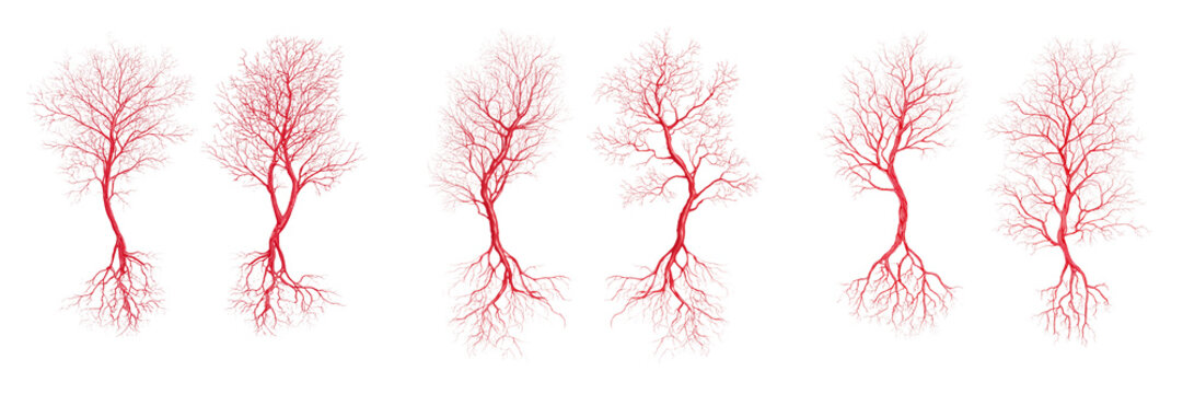 Set of Human circulatory system, veins and arteries shown in intricate detail on transparent png background. Ai generated